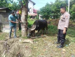 200 Ekor Ternak Terserang PMK Dinyatakan Sembuh