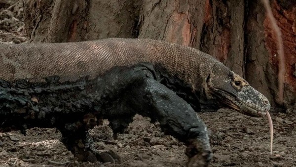 Pemprov NTT: Enggak Ada Pembangunan Hotel di TN Komodo, Fokus Konservasi 1 jumpa pers sandiaga uno soal pulau komodo 4 169