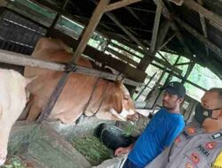 40 Ribu Lebih Hewan Ternak Terinfeksi PMK Dinyatakan Sembuh