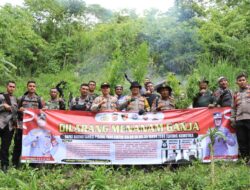 Polres Pidie Musnahkan Dua Hektar Ladang Ganja, Pemilik Ikut Diamankan