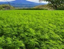 Ketua Komisi V DPRA Wacanakan Legallisasi Ganja Medis Untuk Kesehatan