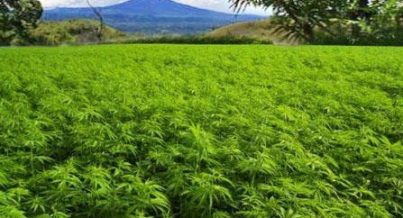 Ketua Komisi V DPRA Wacanakan Legallisasi Ganja Medis Untuk Kesehatan 1 Ilistrasi_kebun_ganja