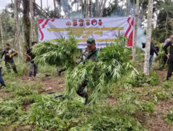 Polda Banten Hancurlan Ladang Ganja Rp 45 Miliar di Aceh