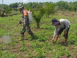Miliki Lahan Gambut, Hampir 70℅ Warga Kecamatan Rundeng Menanam Tanaman Holtikultura