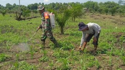 70% Warga Kecamatan Rundeng kota Subulussalam Manfaatkan-lahan-gambut untuk Menanam Tanaman Holtikultura. (Harian Daerah/Junaidi Capah)