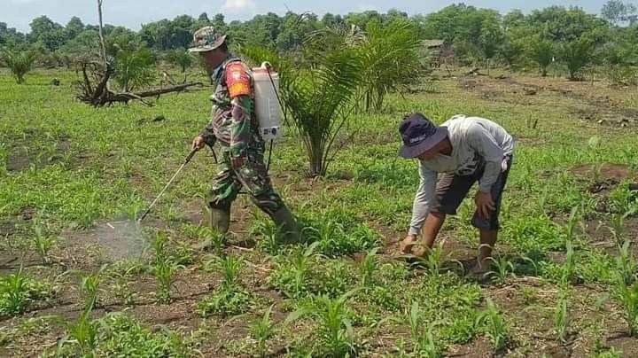 70% Warga Kecamatan Rundeng kota Subulussalam Manfaatkan-lahan-gambut untuk Menanam Tanaman Holtikultura. (Harian Daerah/Junaidi Capah)