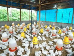 Korem Teuku Umar Kembangkan Food Estate Dengan Penerapan “Integrated Farming System”