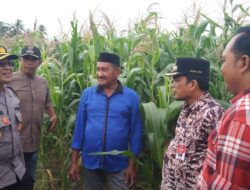 Dr. Nurdin: Jagung Salah Satu Potensi Peningkatan Ekonomi Masyarakat