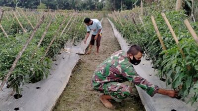 Tingkatkan Ketahanan Pangan, Babinsa Dampingi Petani Rawat Tanaman Cabe 4 babinsa hariandaerah.com 1