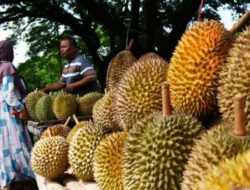 Akibat Cuaca Ekstrem Hantam Petani Durian di Madiun, 30% Produksi Alami Penurunan
