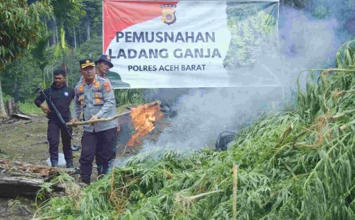 Polres Aceh Barat Musnakan 32 Hektar Ladang Ganja Di Nagan Raya 1 polres