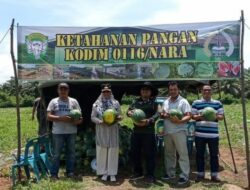 Atasi Dampak Inflasi, Dandim Bersama Pj Bupati Laksanakan Panen Raya Semangka Tanpa Biji