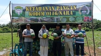 Atasi Dampak Inflasi, Dandim Bersama Pj Bupati Laksanakan Panen Raya Semangka Tanpa Biji 3 Panen Semangka