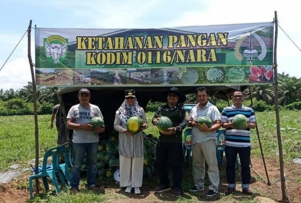Atasi Dampak Inflasi, Dandim Bersama Pj Bupati Laksanakan Panen Raya Semangka Tanpa Biji 1 Panen Semangka