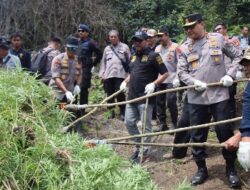 Kapolda Aceh Musnahkan 11 Hektar Ladang Ganja di Aceh Besar