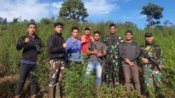 Tim Gabungan Korem 012/TU Temukan Ladang Ganja 8,9 Hektar 3 korem