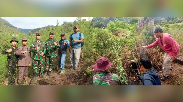 Ladang Ganja