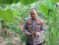 Polisi Temukan Ratusan Tanaman Ganja di Kebun Jagung Aceh Timur