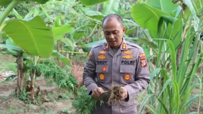 kebun-jagung