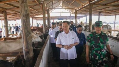 Pemkab Aceh Jaya dan Dinas Peternakan Kerja Sama Penertiban Hewan Ternak 2 Peternakan