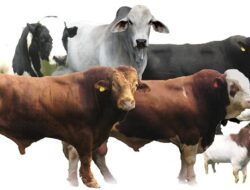 Apakah Berqurban Untuk Orang yang Telah Meninggal Dunia Diperolehkan?