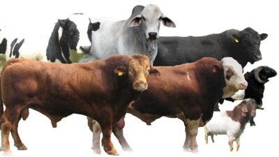 Apakah Berqurban Untuk Orang yang Telah Meninggal Dunia Diperolehkan? 1 qurban