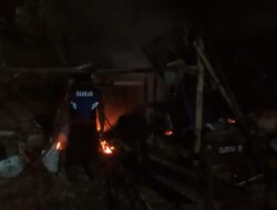 Kandang Terbakar, 14 Ekor Ternak Kambing Berubah Jadi ‘Kambing Guling’