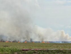 Rumput Kering Di Areal PT PGE Dilalap Sijago Merah