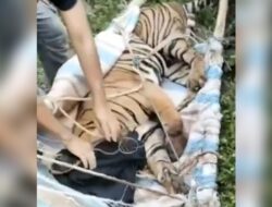 Polsek Dolok Panribuan Bantu Evakuasi Harimau Sumatera yang Terjerat