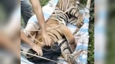 Harimau