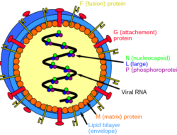 Mengenal Virus Nipah dan Cara Mencegahnya