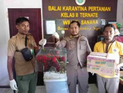 Karantina Ternate Berhasil Cegah Penyeludupan Burung Nuri