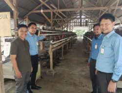 Didukung Bank Aceh, Begini Jurus Maulidi Menjaga Pasokan Telur Ayam di Aceh