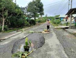 Warga Bener Meriah Tanam Pohon Pisang di Jalan Rusak Sebagai Bentuk Protes