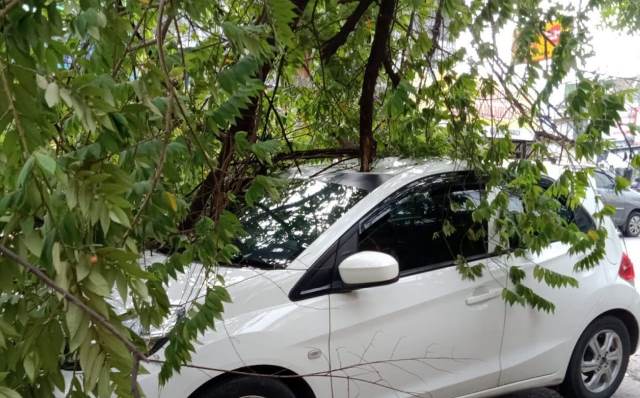 Diamuk Cuaca Ekstrim di Magetan, Mobil Parkir Tertimpa Pohon Tumbang