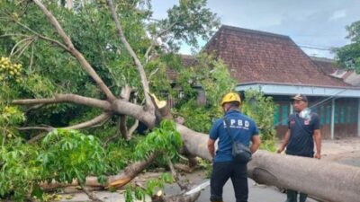 hujan dan angin kencang mengakibatkan pohon tumbang