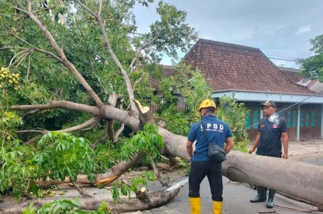 hujan dan angin kencang mengakibatkan pohon tumbang