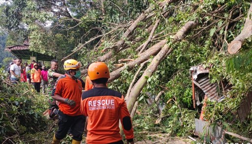 pohon tumbang di telaga serangan