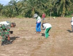 Babinsa Koramil 01/Simpang Kiri Bantu Petani Tanam Jagung, Ini Harapannya