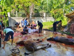 Gampong Langsa Lama Sembelih 35 Hewan Kurban