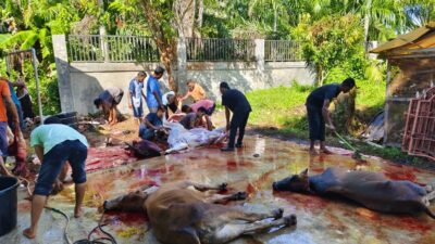 Kebersamaan warga Gampong Baroh Langsa Lama saat menyembelih 35 hewan kurban di halaman Mesjid Darussalam. (Foto:hariandaerah.com/Sukma)