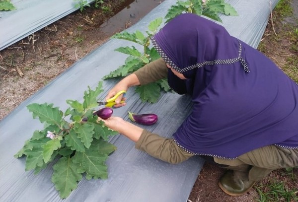 Sekcam Singkep Selatan Bersama Anggota PKK Panen Perdana Terong dan Kangkung 1 Singkep