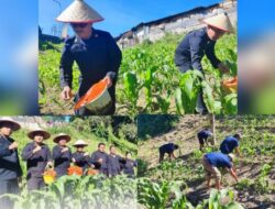 Dukung Program Ketahanan Pangan Nasional, Rutan Kabanjahe Lakukan Pemupukan Jagung
