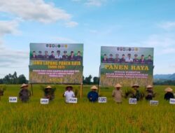Abdya Targetkan Produksi Padi Tiga Kali Tanam Dalam Setahun 