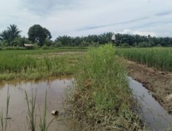 Warga Sebut Wacana Tiga Kali Tanam dalam Setahun Hanya Mimpi