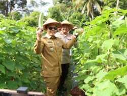 Kapolres Abdya dan Forkopimda Panen Hortikultura Program Ketahanan Pangan