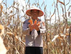 Kabid Humas Polda Aceh Panen Jagung dalam Program Ketahanan Pangan