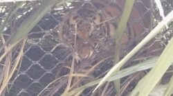 Harimau sumatra masuk kandang jebak di Aceh Timur. ANTARA/HO-Dok BKSDA Aceh