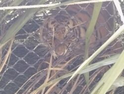 Harimau Sumatra Masuk Perangkap di Aceh Timur Direlokasi ke Hutan Lindung Langsa