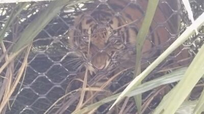 Harimau sumatra masuk kandang jebak di Aceh Timur. ANTARA/HO-Dok BKSDA Aceh